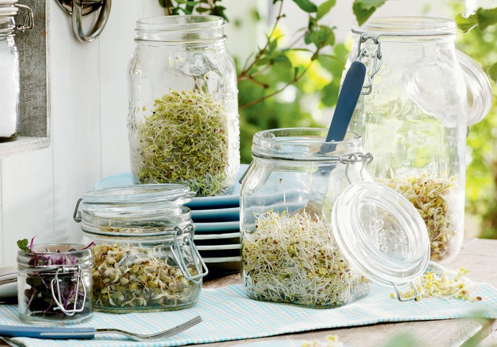 Grãos e sementes germinados: coloque no cardápio já!