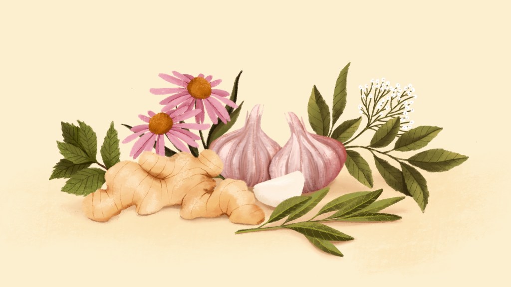 Chás e ervas que fortalecem a imunidade