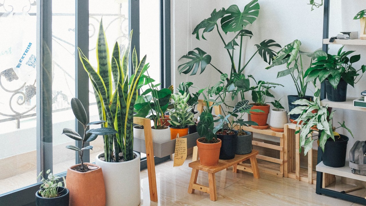 plantas feng shui em casa