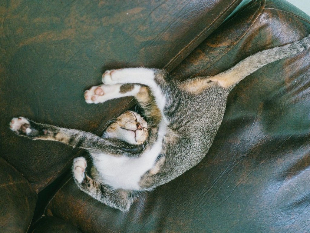 7 exercícios para aumentar flexibilidade e força – em casa!