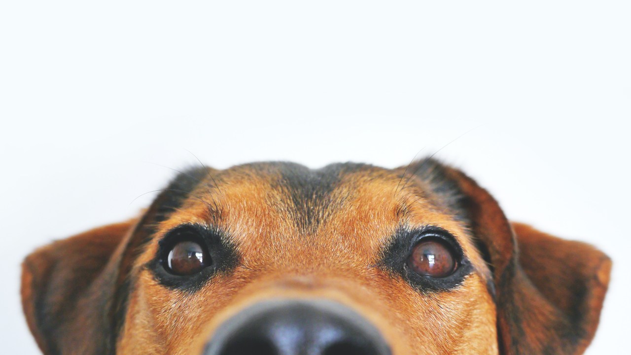 cachorrinho mostrando do fucinho pra cima