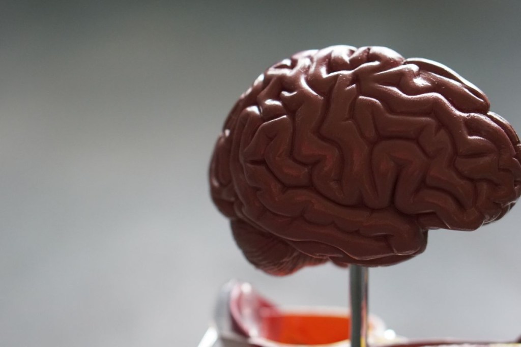 Sistema glinfático: a verdadeira faxina cerebral