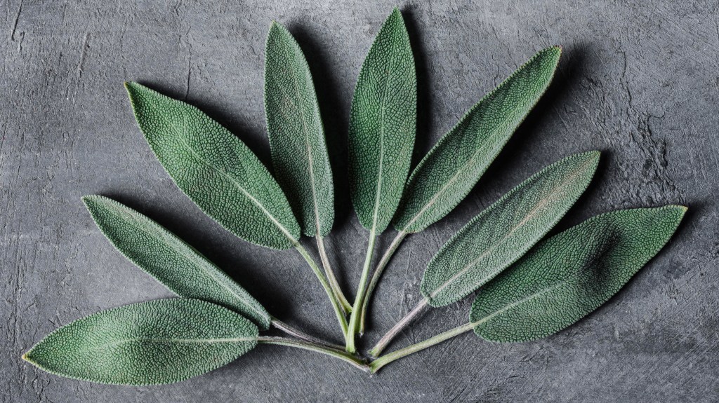 Esta planta regula níveis de açúcar e melhora cognição, segundo estudos